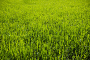 Young rice plant in rice field at Thailand