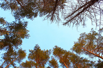 Obraz premium Tall pine trees in the forest. Background. Landscape.