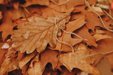 dried leaves on the table for autumn herbarium