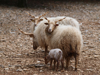 Couple de moutons de Racka nommé aussi moutons de valachie avec leur petit, reconnaissables à leurs longues cornes torsadées