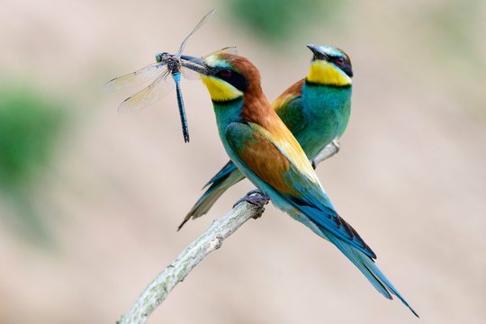 Bee-eater (Merops apiaster) with captured dragonfly as bridal gift, Gerolsheim, Rhineland-Palatinate, Germany, Europe