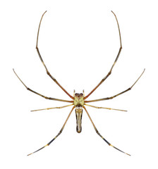 Spider Nephila pilipes on a white background