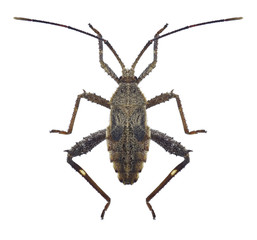 Bug Acanthocoris scaber on a white background