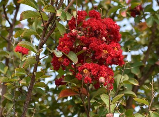 Crepe Myrtles