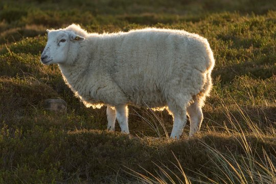 Sheep on meadow backlight, Ellenbogen, near Sylt, North Frisia, Schleswig-Holstein, Germany, Europe