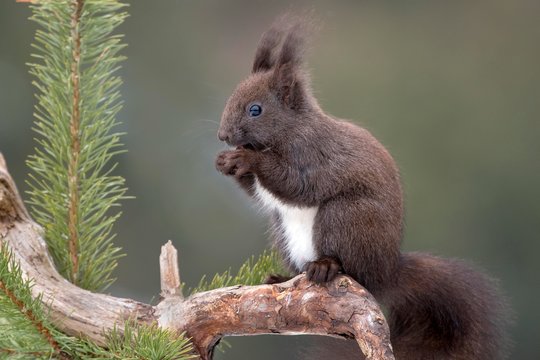 Eurasian red squirrel (Sciurus vulgaris) sits on branch of Pine (Pinus) and eats nut, Tyrol, Austria, Europe