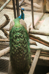 Indian Peafowl (blue peafowl), a large and brightly colored bird. Male peacock is blue with spatula...