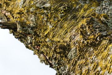 natur