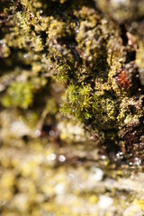 natur