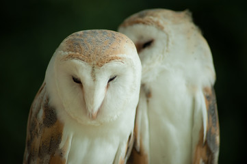 Barn owl