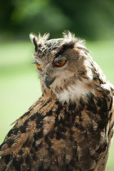 Long-eared Owl