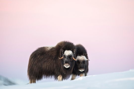 「Ox動物」の画像 - 84,924 件の Stock 写真、ベクターおよびビデオ | Adobe Stock
