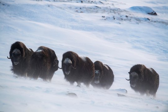Musk oxes (Ovibos moschatus) in snowstorm, Dovrefjell Sunndalsfjella National Park, Norway, Europe