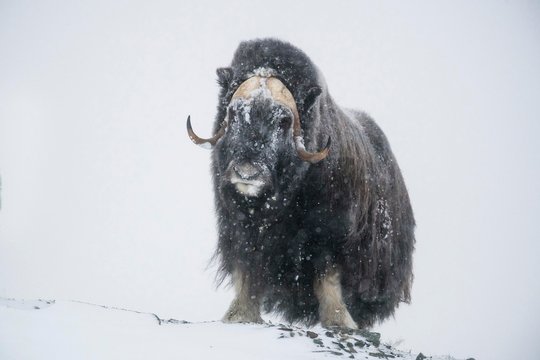 Musk ox (Ovibos moschatus), Male in a Snowstorm, Dovrefjell-Sunndalsfjella National Park, Norway, Europe