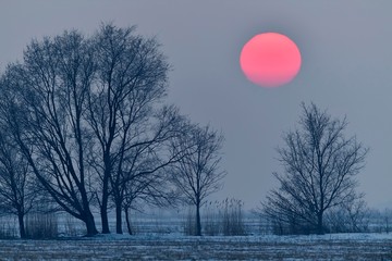 Blood red sun behind a group of bare pastures (Salix), silhouettes at sunset in winter, Lake Neusiedl, Burgenland, Austria, Europe