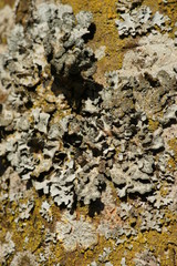 natur