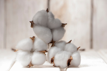 Cotton plant flower on white wooden background