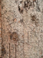Wood skin texture background