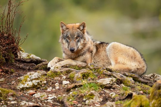 Eurasian Wolf (Canis lupus lupus) sitting, captive, Canton of Vaud, Switzerland, Europe