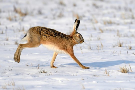European hare (Lepus europaeus), runs over snowy meadows, Neusiedler See National Park, Burgenland, Austria, Europe