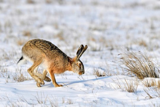 European hare (Lepus europaeus), runs over snowy meadows, Neusiedler See National Park, Burgenland, Austria, Europe