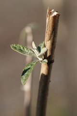 natur