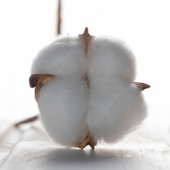 Cotton plant flower on white wooden background