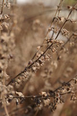 natur