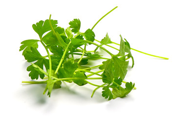 Sprig of Parsley, isolated on a white background. Close-up