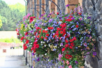 Bright colored red and blue flowers in pots over building wall in german park.
