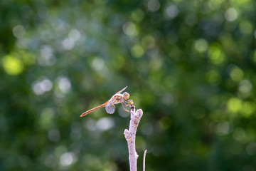 dragonfly on flower