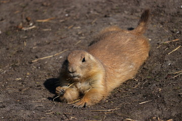 A cute prairie dog closeup laying on alert
