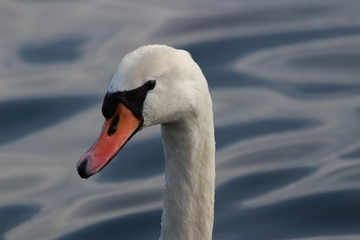 Mute swan swimming on lake