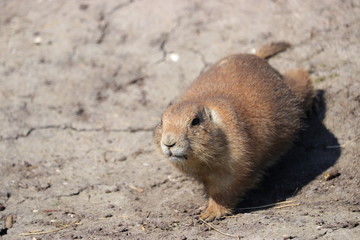 A cute prairie dog closeup