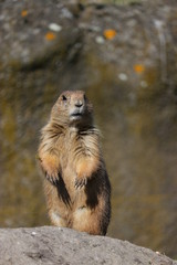 A cute prairie dog closeup