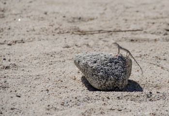 Cute Lizard on Rock in Coachella Valley California