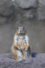 A cute prairie dog closeup
