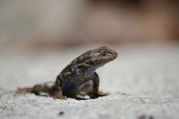 Sweet Gecko Sitting by Himself