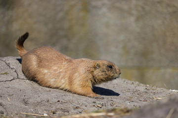 A cute prairie dog closeup