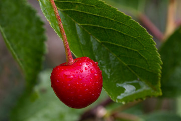 Ripe cherry on green background, close up