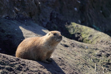 A cute prairie dog closeup
