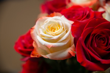 closeup of roses