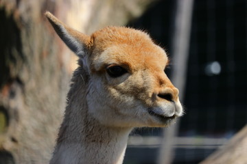 Obraz premium Portret wikunii