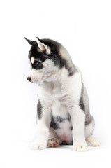 Obraz premium Siberian husky black and white sad puppy isolated on white studio background close-up
