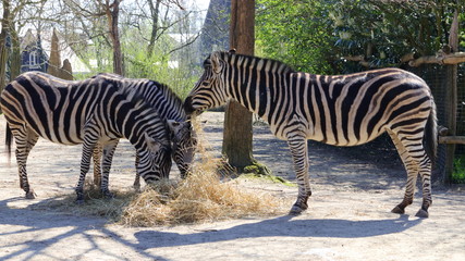 Fototapeta na wymiar three zebra eating