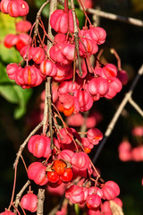 Spindle tree detail  -euonymus plant -