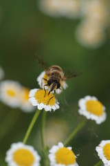 natur