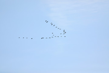 Flying birds in blue sky