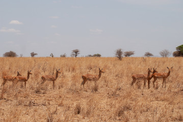 Naklejka na ściany i meble Group of Impala antelopes in the savannah of the Tarangire National Park, Tanzania, Africa