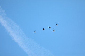 Flying birds in blue sky